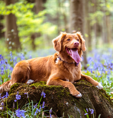 Hund mit gesunden Bandscheiben