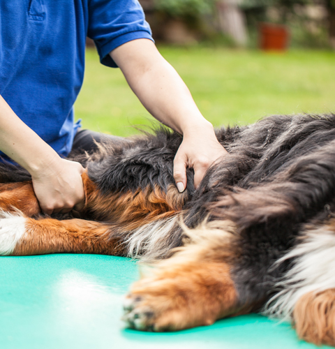Hund Behandlung Bandscheibenvorfall