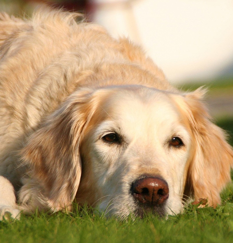 CE Hund
