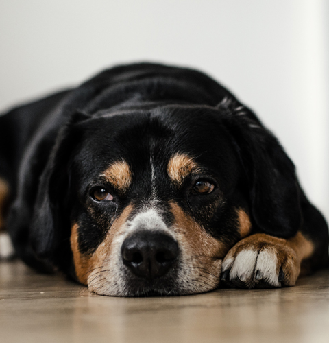 Hund Cauda Equina