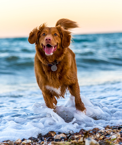 Gesunder Hund