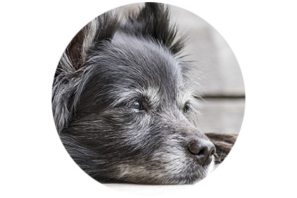Hund mit Demenz