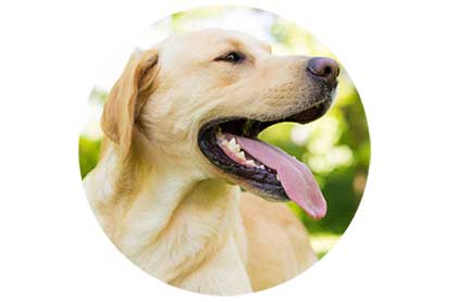 Hund Spondylose