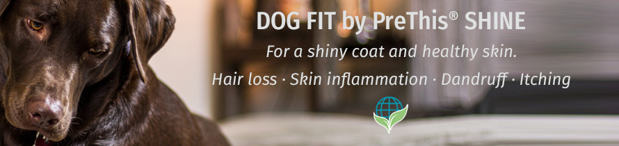 how to get a dog's coat to shine