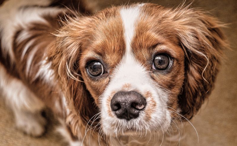 patellaluxation hund kniescheiben verrenkung dog fit by prethis