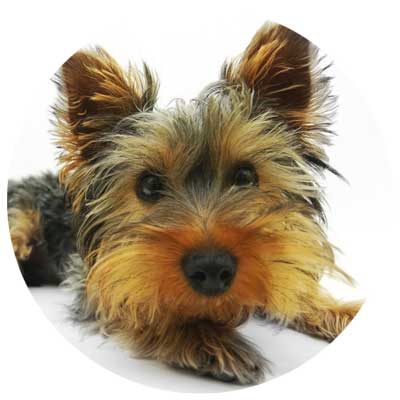 Dog Digestion and Gastrointestinal Health