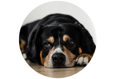 Hund