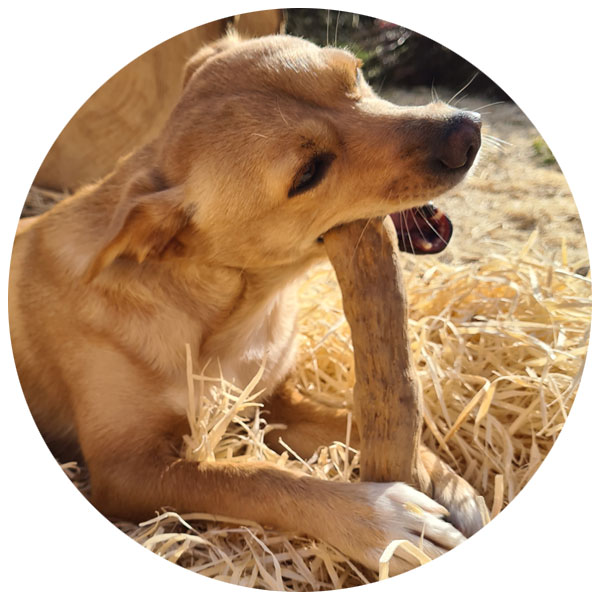 Dog with a wood chew stick by DOG FIT by PreThis