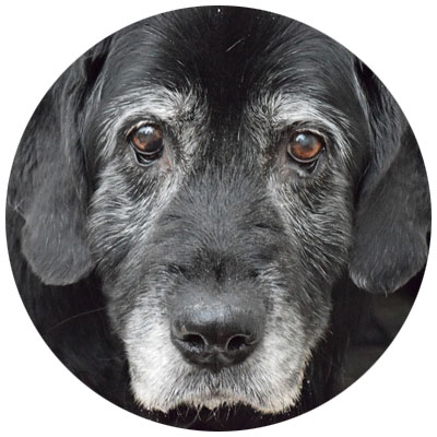 Alter Hund senior