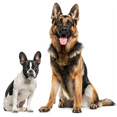 Dog joints, intervertebral discs, ligaments, and tendons
