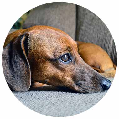 Gesunde Verdauung Hund bei Durchfall und weichem Kot