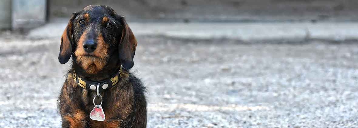bandscheibenvorfall hund ohne op