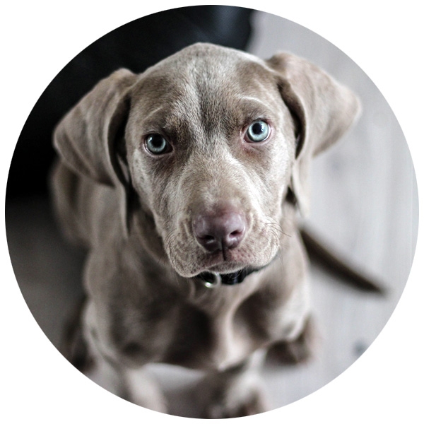Patellaluxation Hund KniescheibenVerrenkung DOG FIT by PreThis®