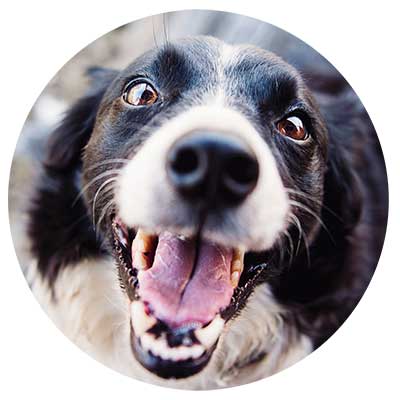 Hund mit Mundgeruch
