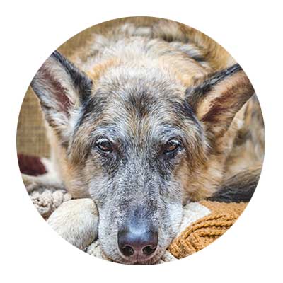 Hund mit Arthrose