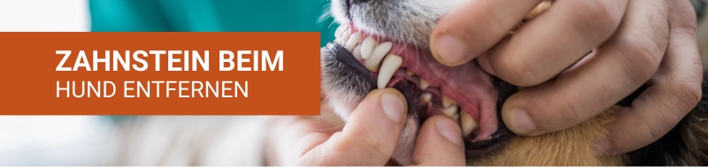 Zahnstein und Zahnbelag beim Hund selbst entfernen