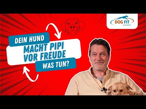 Mein Hund macht Pipi vor Freude! Was tun? » Ratgeber von DOG FIT by PreThis®