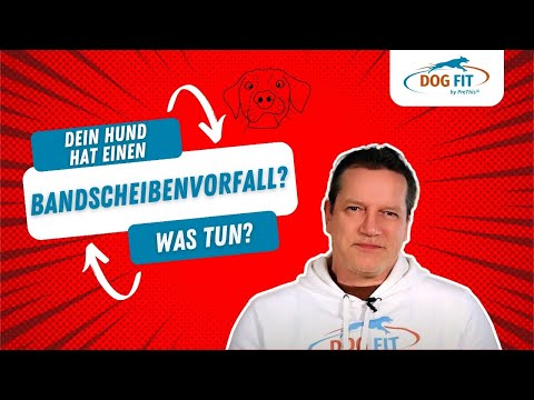 Bandscheibenvorfall beim Hund » Ursachen &amp; Behandlung erklärt von DOG FIT by PreThis®