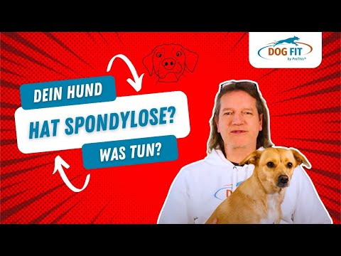 Spondylose beim Hund » Ursachen &amp; Behandlung erklärt von DOG FIT by PreThis®