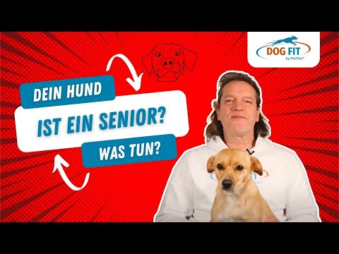 Senior Hunde » Tipps für die Gesundheit älterer Hunde von DOG FIT by PreThis®