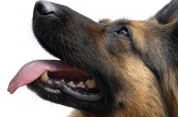 Schäferhund
