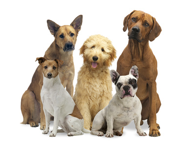 Hundegruppe 5 Rassen