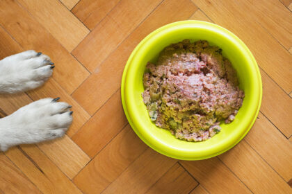 Dog food for old dogs