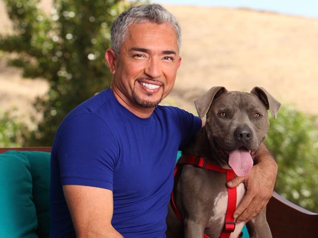 Cesar millan sales staffordshire bull terrier