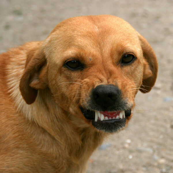 Hund Angstbeisser
