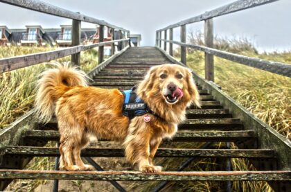 Hund mit glänzenden Fell