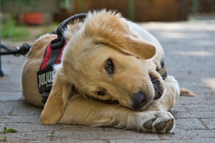 golden retriever-fur