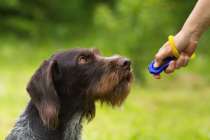 hund klickertraining