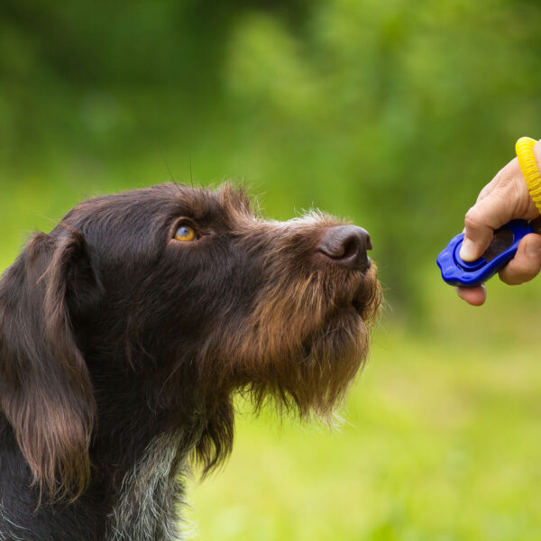 hund klickertraining