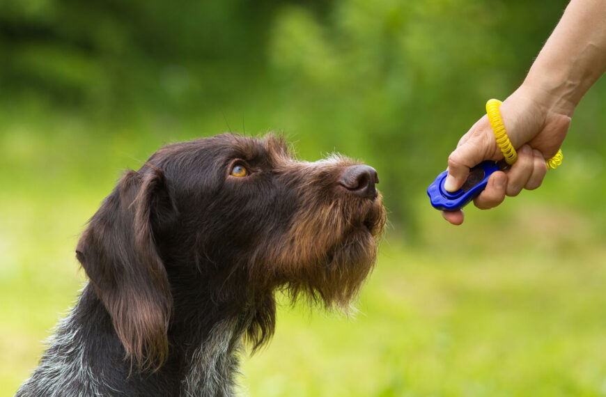 hund klickertraining