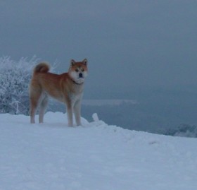 Akita Hund
