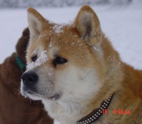 Akita Chiba