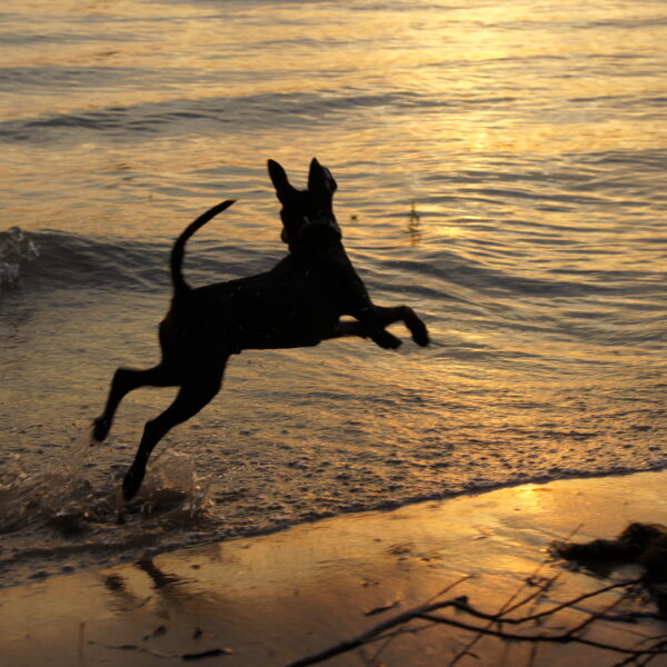 Zwergpinscher