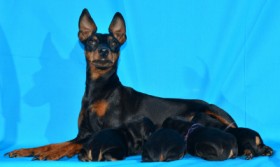 Zwergpinscher
