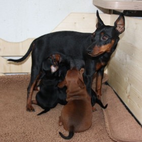 Zwergpinscher