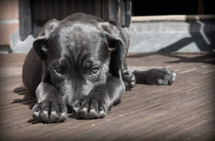 Cane-Corso