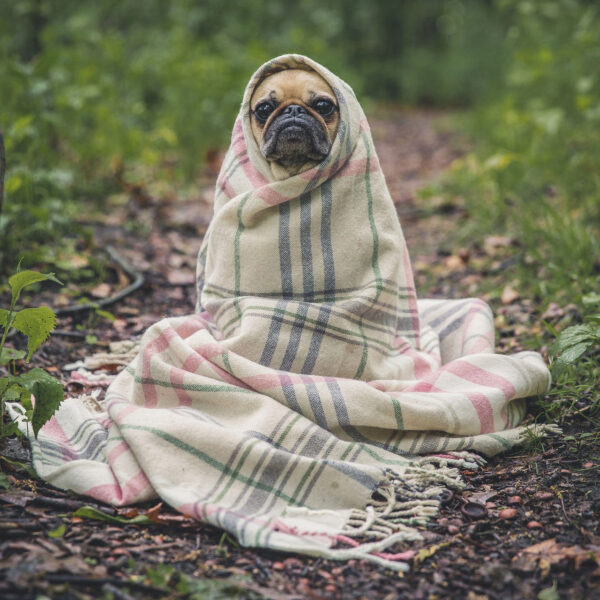 Mops