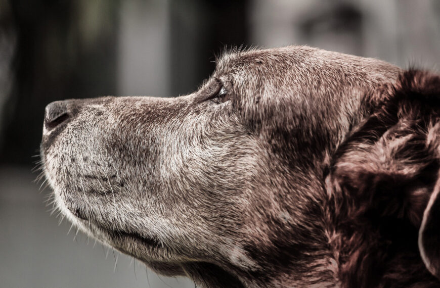 Hund