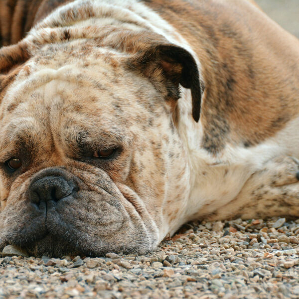 Boxer