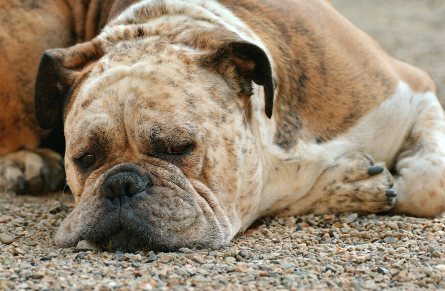 Boxer