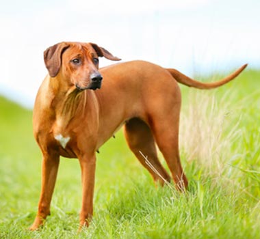 Rhodesian Ridgeback