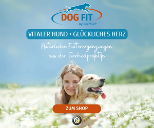 Alte Hunde - Wenn Ihr Hund zum Senior wird | DOG FIT by PreThis® Magazin – DOG FIT by PreThisⓇ
