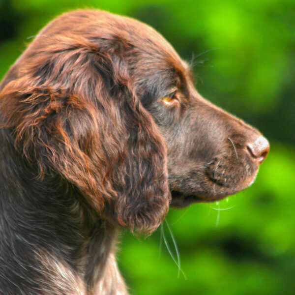 Hund