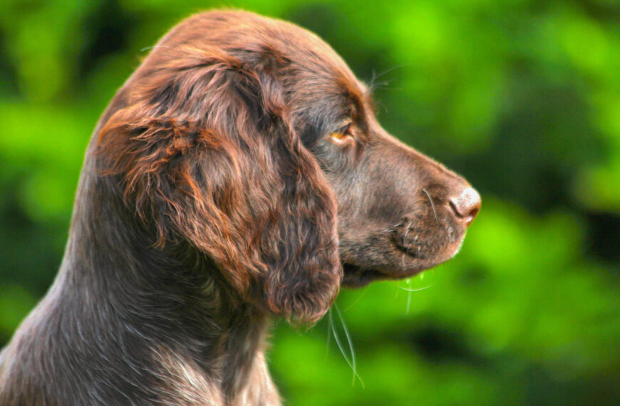 Hund