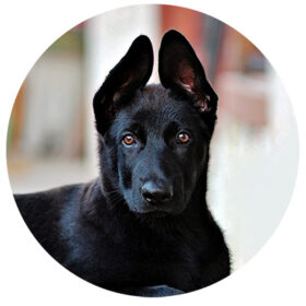 Collagen for dog joints