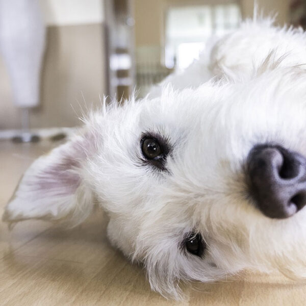 Kleiner weißer Hund
